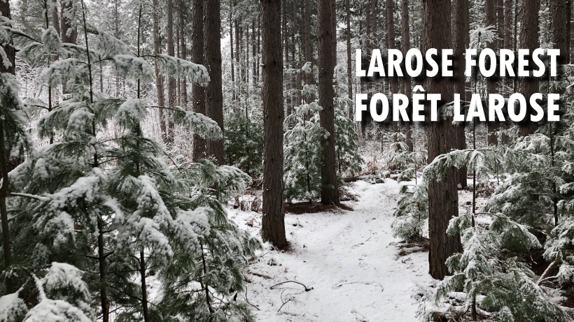 Larose Forest Ski Trails